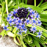 シラー,散歩の途中の画像