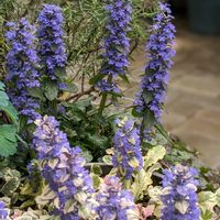 アジュガ,球根ツリガネソウ,タツナミソウ（立浪草）,青い花,美しく青きドヨウの画像