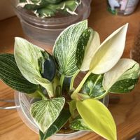 サトイモ科,フィロデンドロン,フィロデンドロン,観葉植物,ハイドロカルチャーの画像