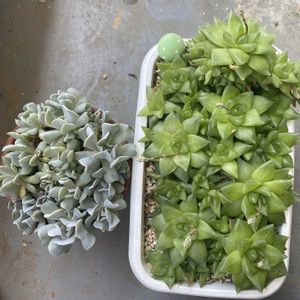 トップスプレンダー,ハオルチア 京の華,多肉植物,多肉女子,たにおたくらぶの画像