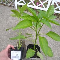 ピーマンの画像