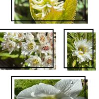 タンチョウソウ,ヒトリシズカ,ヒトリシズカ,ハルオコシ,ハルオコシの画像