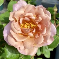 バラ ラベンダーピノキオ,鉢植え,花数が増えました✨,庭の画像