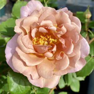 バラ ラベンダーピノキオ,鉢植え,花数が増えました✨,庭の画像