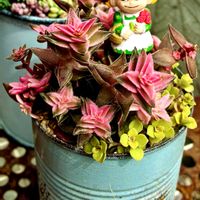 茜の塔錦,多肉植物,自作リメ缶,埼玉タニラー,モフモフ大好きの画像