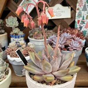 真珠姫×ロメオ,多肉植物,多肉寄せ植え,多肉植物 エケベリア,多肉植物のある暮らしの画像