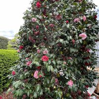 ツバキ,お花は癒し,花が好き❤,☆携帯撮影☆の画像