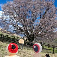 ツルニチニチソウ,ニオイスミレ,エゾヤマザクラ,お写んぽ,美しく青きドヨウの画像