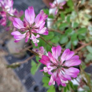レンゲソウ,植えっぱなし,雨ざらし,実家の畑,春のお花の画像
