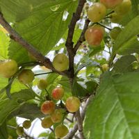 サクランボ,実♡,お花は癒し,花が好き❤,☆携帯撮影☆の画像