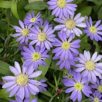 ミヤコワスレ,近所,お花は癒し,花が好き❤,☆携帯撮影☆の画像