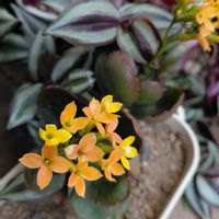 カランコエの画像