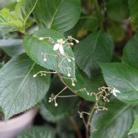 ユキノシタの画像