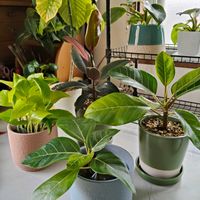 ウンベラータ,ポトスライム,フィカス・アルテシマ,ピレア・ペペロミオイデス,フィカスルビーの画像