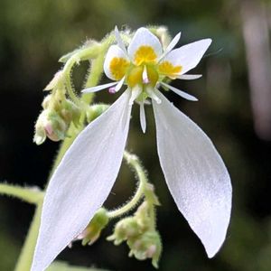 春雪の下,ハルユキノシタ,雑草,山野草,野草の画像