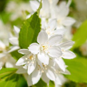 ヒメウツギ,庭木,白い花,植栽,庭の画像