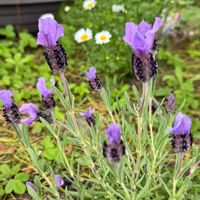 ラベンダー,キュンキュン乙女倶楽部,HTC,【こまち多肉部】,平和を願うの画像