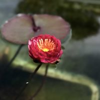 スイレン,睡蓮,温帯スイレンの画像