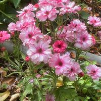 アネモネ,アネモネ,シャガ,シャガ,ストックの画像