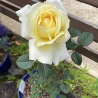 花芽,花のある暮らし,植物のある暮らし,エリナ  バラ,ばら バラ 薔薇の画像