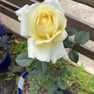 花芽,花のある暮らし,植物のある暮らし,エリナ  バラ,ばら バラ 薔薇の画像