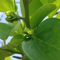 ギボウシ,柿の木,ヒューケラ,カキ,ギボウシ（ホスタ）の画像