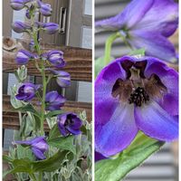 バーベナ,薔薇・ベルメール,種まきキンギョソウ,種まきデルフィニウム,爛漫なでしこと、ムルチコーレの画像