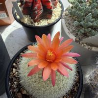 サボテン,お花,トゲトゲの画像