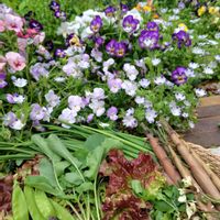 レースフラワー,グリーンのある暮らし,お野菜,小花好き,今日の収穫♪の画像