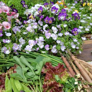 レースフラワー,グリーンのある暮らし,お野菜,小花好き,今日の収穫♪の画像