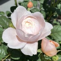 バラ シェエラザード,バラ リベルラ,バラ レディオブシャーロット,バラ ラベンダーピノキオ,鉢植えの画像