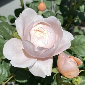 バラ シェエラザード,バラ リベルラ,バラ レディオブシャーロット,バラ ラベンダーピノキオ,鉢植えの画像