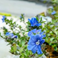 アメリカンブルー,アメリカンブルー（エボルブルス）,青い花,平和を願う☆,小さな庭の画像