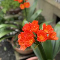 クンシランの画像