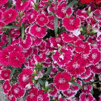 ナデシコ,ナデシコ(ダイアンサス),ナデシコ（撫子),花壇,なでしこ  撫子  ナデシコの画像