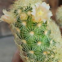 牡丹玉,黄金丸,オプンチア マクロケントラ,サボテン科,ギムノカリキウム属の画像