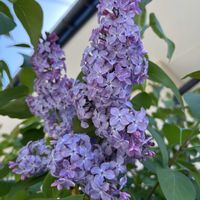 ライラックの画像