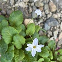 ハナニラの画像