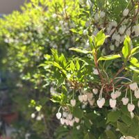 ドウダンツツジの画像