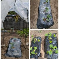 大玉トマト,大玉トマト,ズッキーニ,ズッキーニ,米ナスの画像