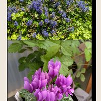 クレマチス,ジャーマンアイリス,タイム,セイヨウジュウニヒトエ,アシュガ チョコレートチップの画像