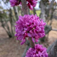 ハナズオウの画像