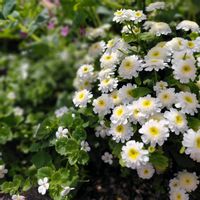 マトリカリアの画像