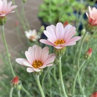 ローダンセマム　アプリコットジャム,ガーデニング,多年草,花のある暮らし,お花は癒しの画像