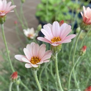 ローダンセマム　アプリコットジャム,ガーデニング,多年草,花のある暮らし,お花は癒しの画像