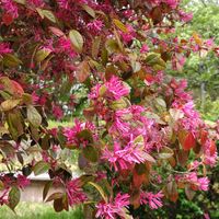 トキワマンサク,世界平和,被災地にエールを…。,有馬富士公園,こんな時こそ花をの画像