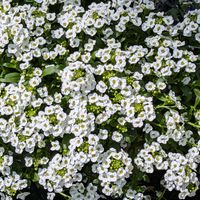 寄せ植え,花のある暮らし,富山支部の画像