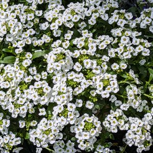 寄せ植え,花のある暮らし,富山支部の画像