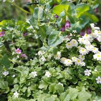 セリンセ・マヨール,バコパ,マトリカリアの画像