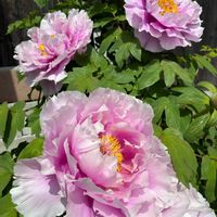 ボタン,牡丹,牡丹,島の藤,島の藤の画像